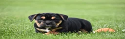 Beabull dogs for sale: Max - Ad 6
