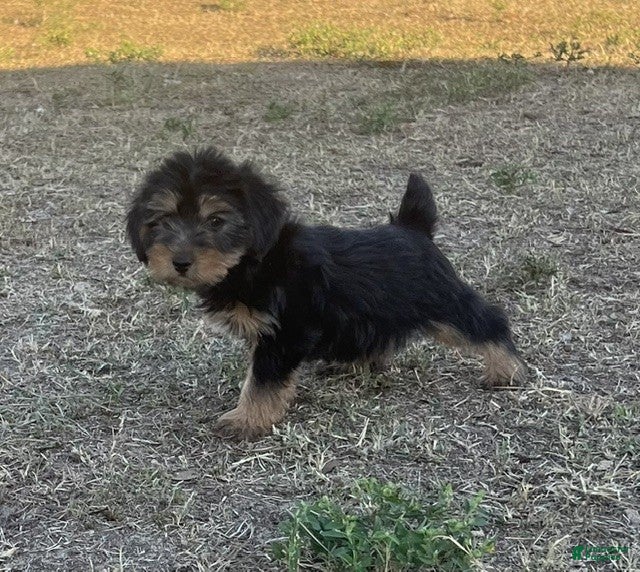 Yorkiepoo dogs Yorkiepoo 1 /#1168 - Ad 4