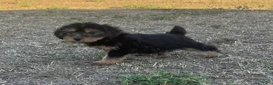 Yorkiepoo 1 /#1168