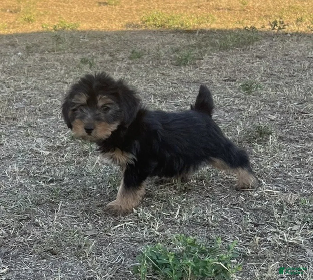 Yorkiepoo dogs for sale: Yorkiepoo 1 /#1168 - Ad 1