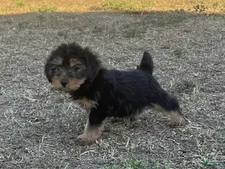 Yorkiepoo dogs Yorkiepoo 1 /#1168 - Ad 4