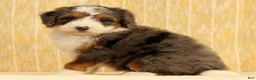 Mini Bernedoodle dogs for sale: Stormy - Ad 4