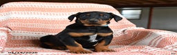 Doberman Pinscher dogs for sale: Ace - Ad 2