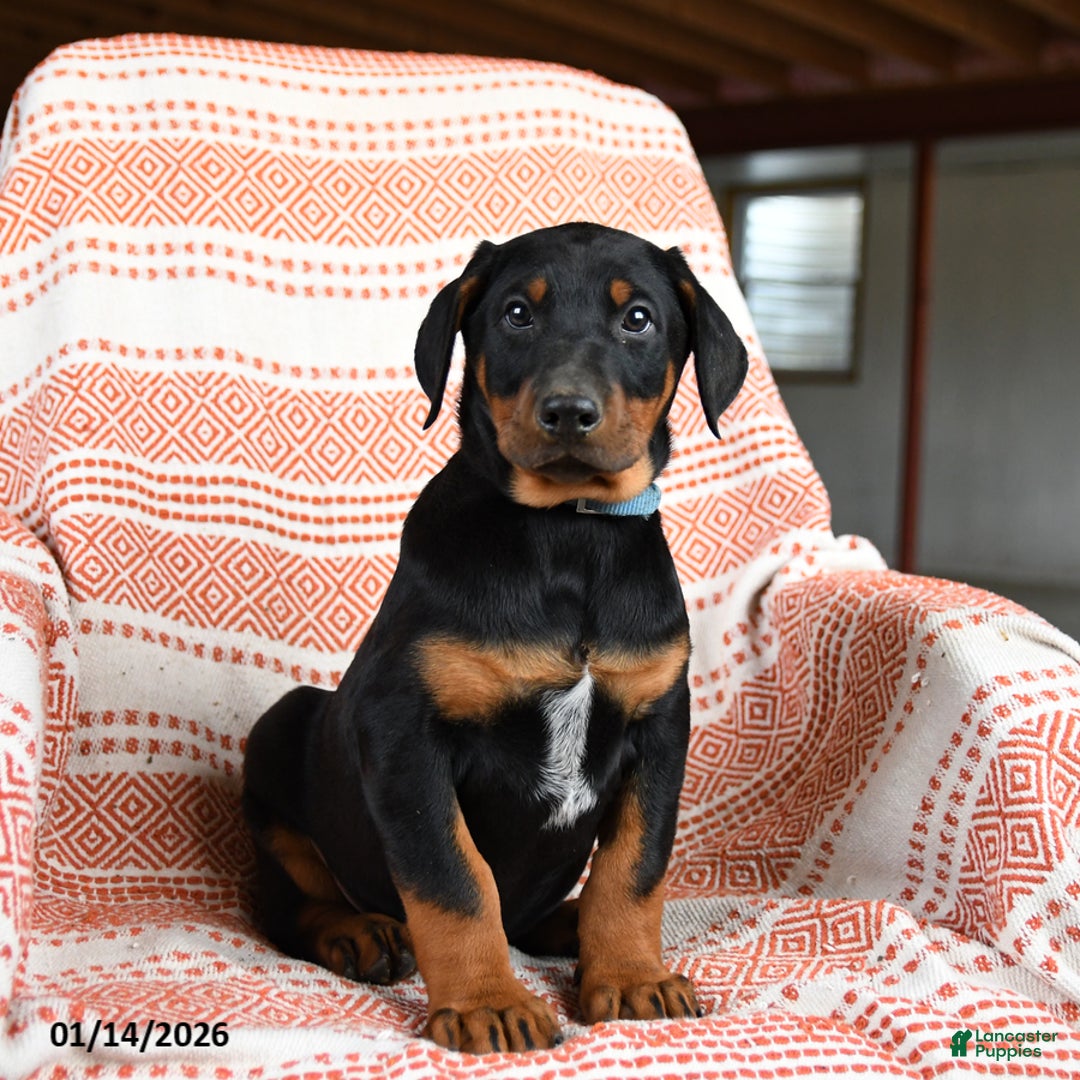 Doberman Pinscher dogs for sale: Ace - Ad 2