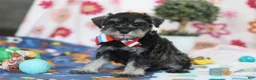 Miniature Schnauzer dogs for sale: Ian - Ad 5