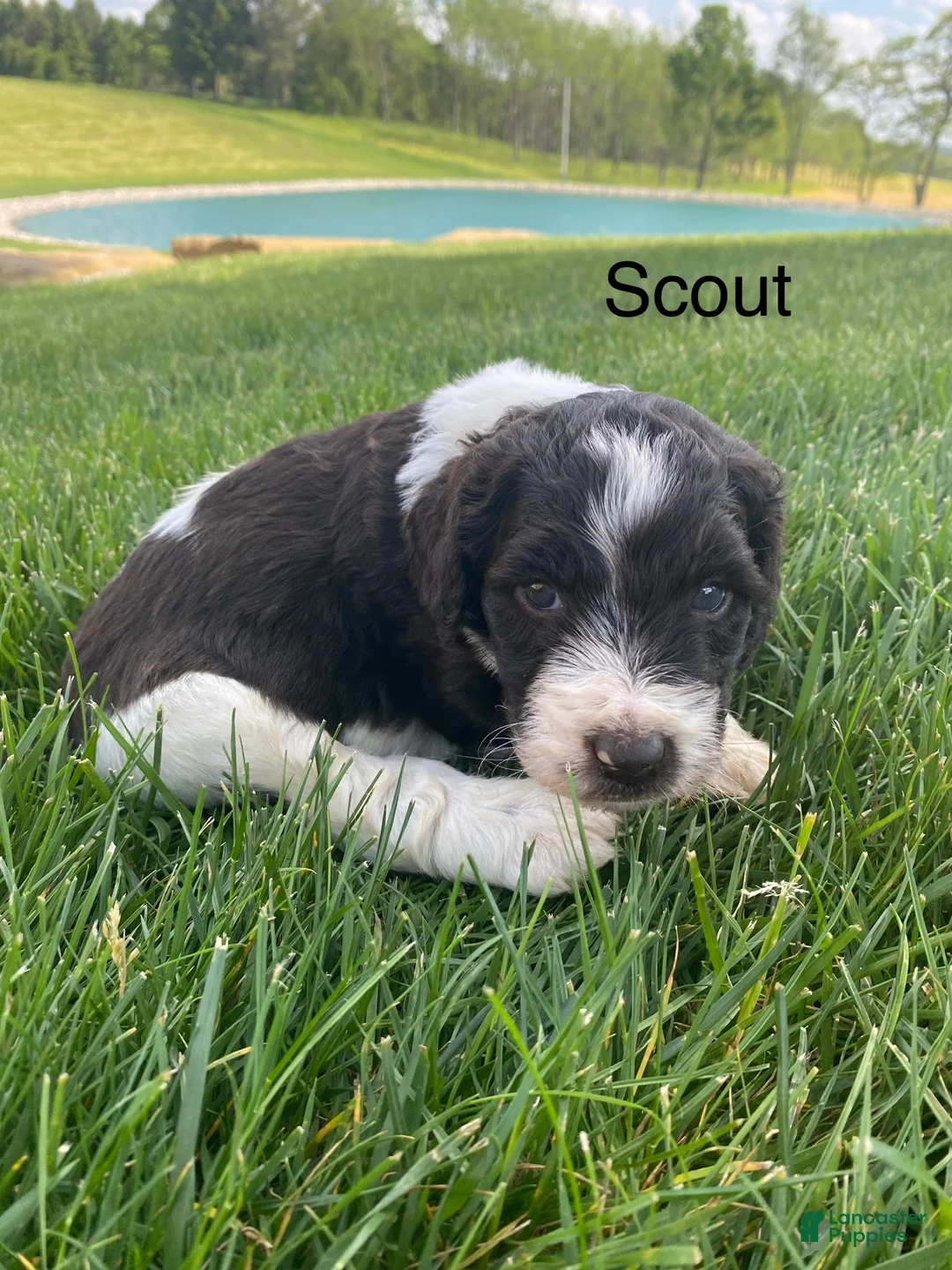 Labradoodle dogs for sale: F1bb Scout - Ad 2