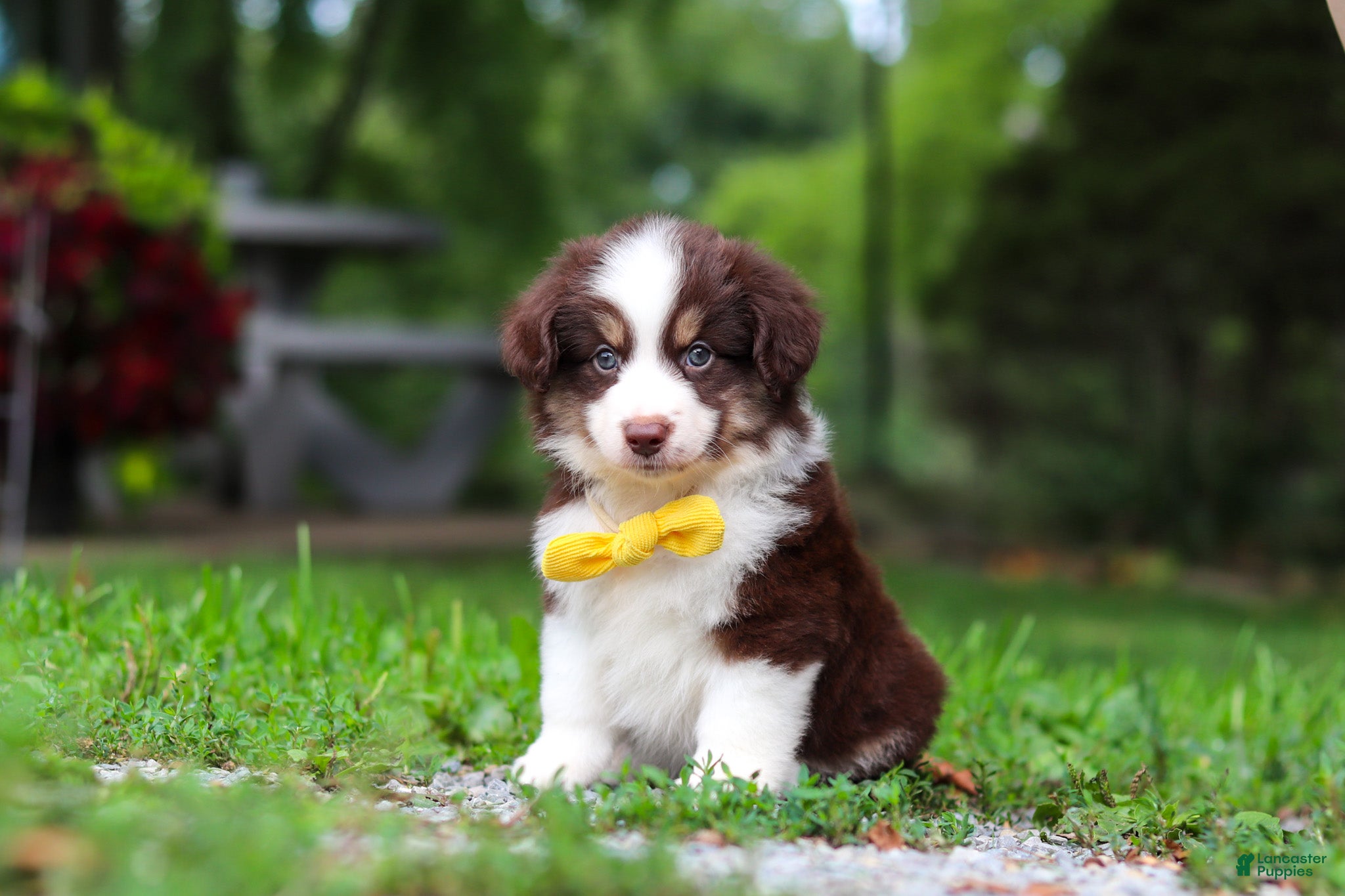 Miniature Australian Shepherd dogs Kai - Ad 1