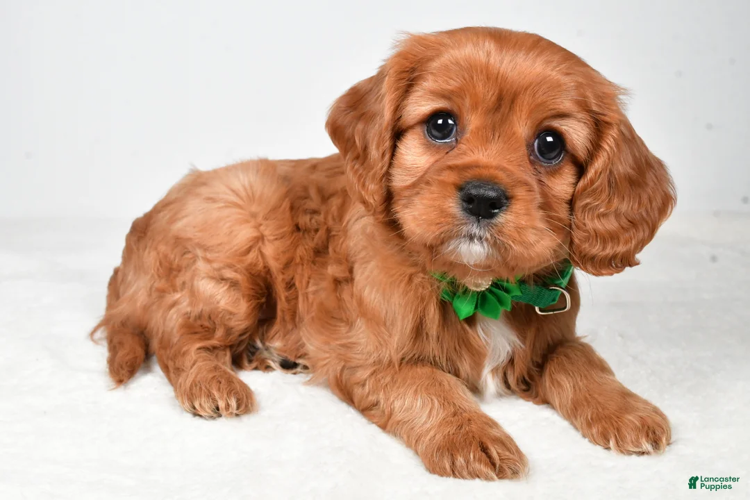 Cavalier King Charles Spaniel dogs for sale: Kara - Ad 2
