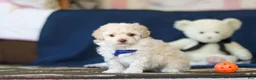 Toy Poodle dogs for sale: Biscuit - Ad 6