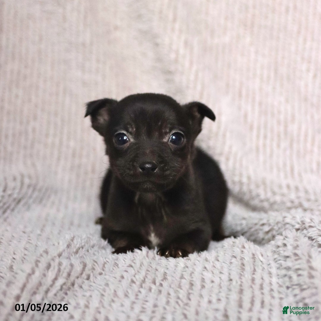 Mixed Breed dogs for sale: Sophie - Ad 2