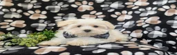 Maltese dogs for sale: Gus 7 lbs Full Grown - Ad 6