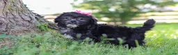 Shih Tzu dogs for sale: Brie - Ad 7