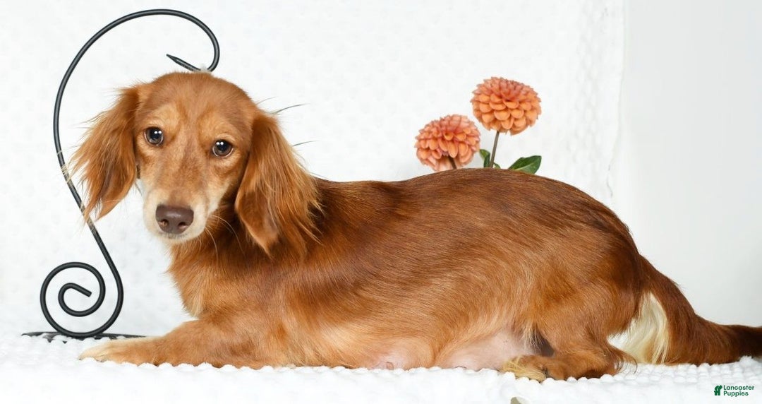 Miniature Dachshund dogs for sale: Murry - Ad 12