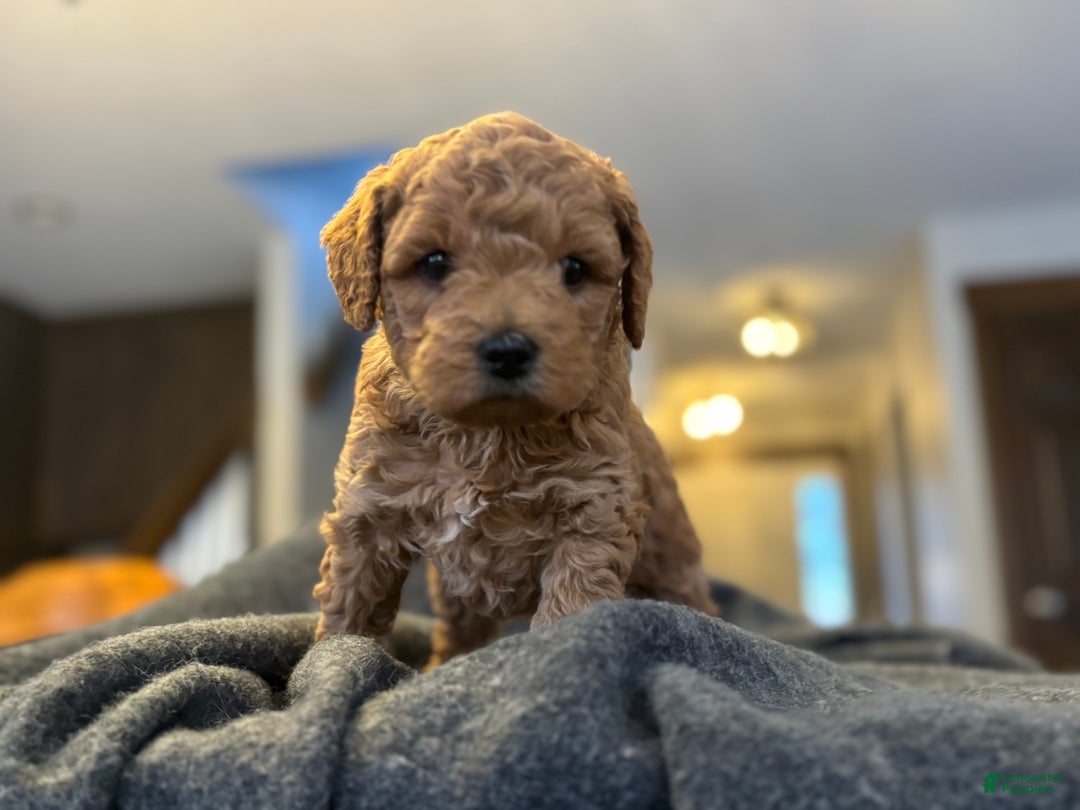 Goldendoodle dogs for sale: Yogi - Ad 3