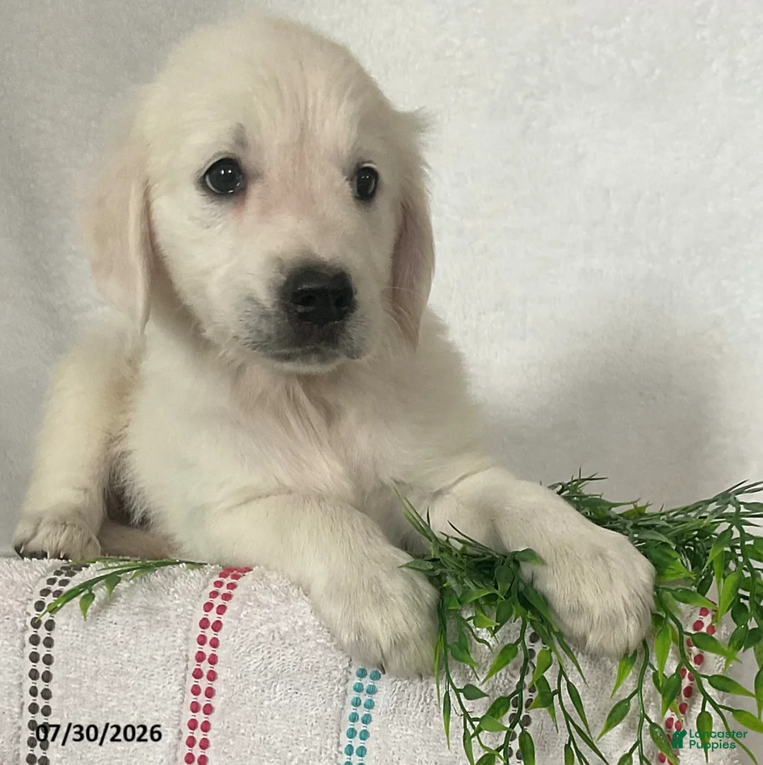 Golden Retriever dogs for sale: Chloe - Ad 5
