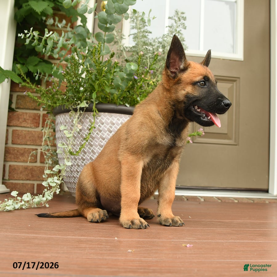 Belgian Malinois dogs Radar - Ad 2