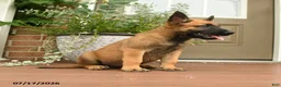 Belgian Malinois dogs for sale: Radar - Ad 2