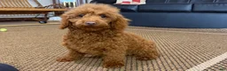 Toy Poodle dogs for sale: Polly - Ad 4