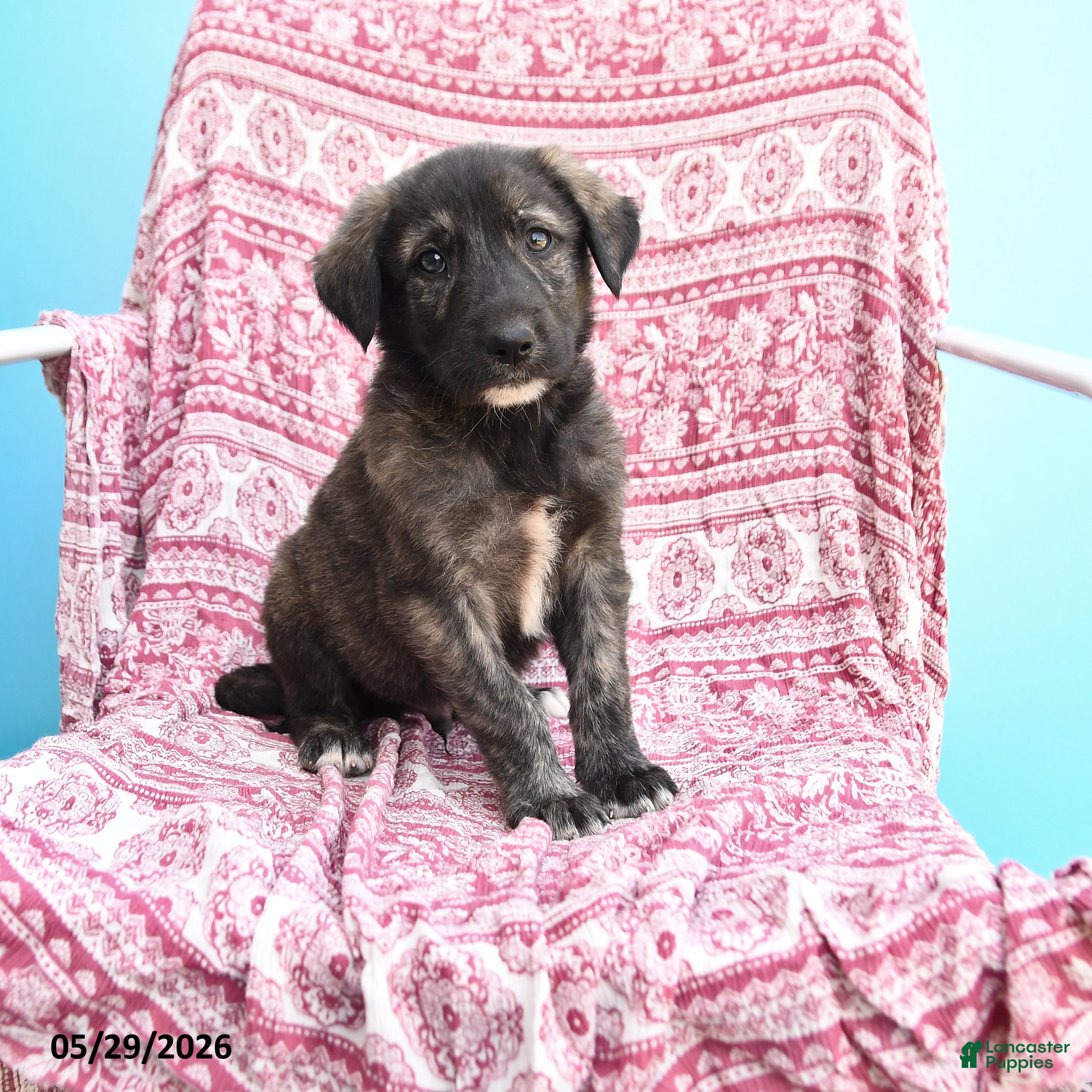 Mixed Breed dogs Herold - Ad 1