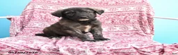 Mixed Breed dogs for sale: Herold - Ad 1