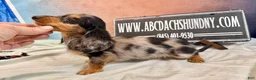Miniature Dachshund dogs for sale: Ch Cappuccino AKC boy - Ad 8