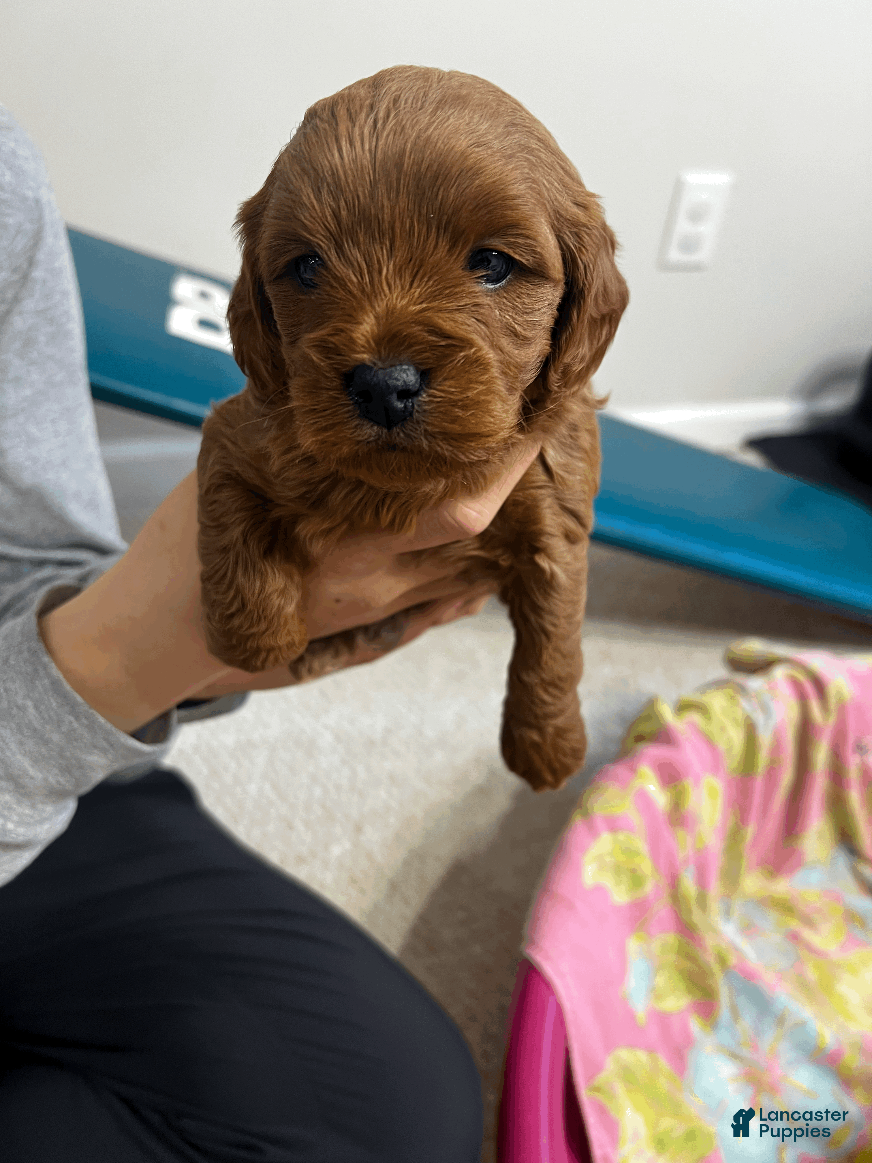 Cavapoo dogs Cavapoo Puppy 3 - Ad 36