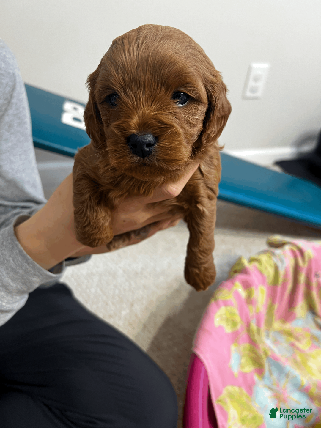 Cavapoo dogs for sale: Cavapoo Puppy 3 - Ad 1