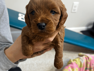 Cavapoo dogs for sale: Cavapoo Puppy 3 - Ad 2
