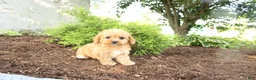 Cavapoo dogs for sale: Asher - Ad 3