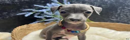 Italian Greyhound dogs for sale: Italian Greyhound 1 - Ad 3