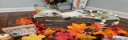 Labradoodle dogs for sale: Curly White Male Labradoodle - Ad 3