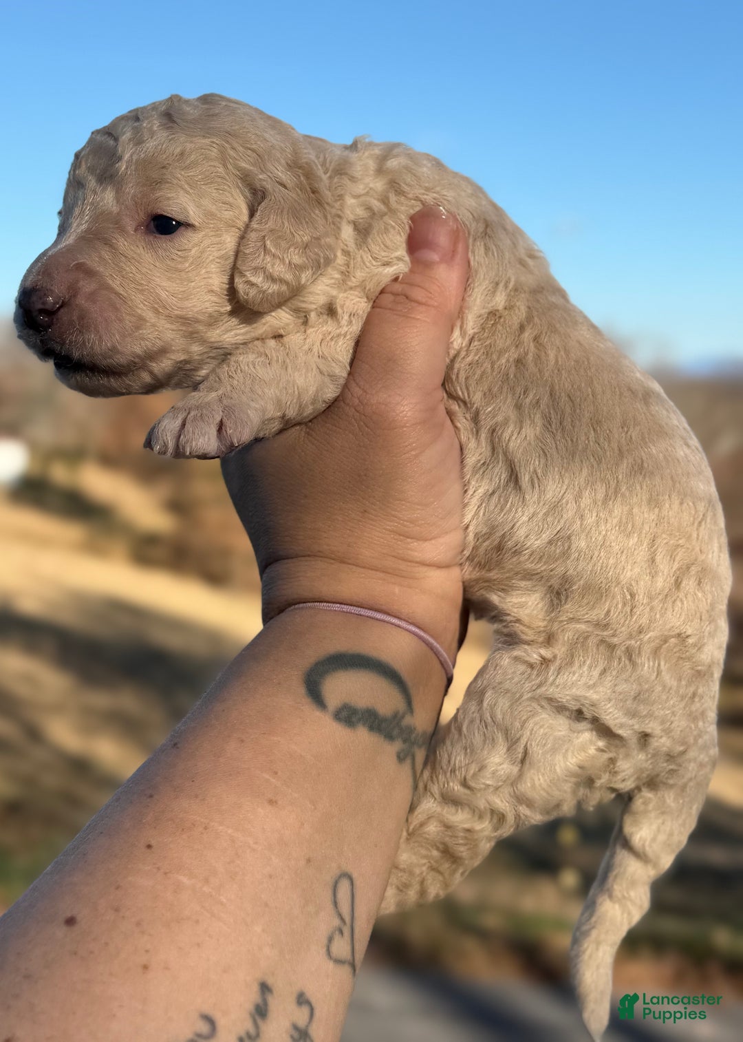 Sheepadoodle dogs for sale: Coconut Crème  - Ad 5