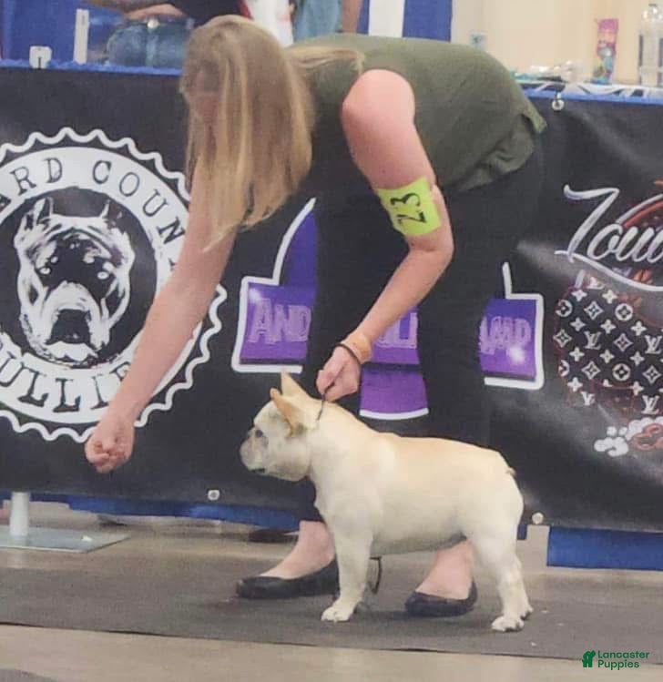 French Bulldog dogs Grand Champion Teeter  - Ad 2