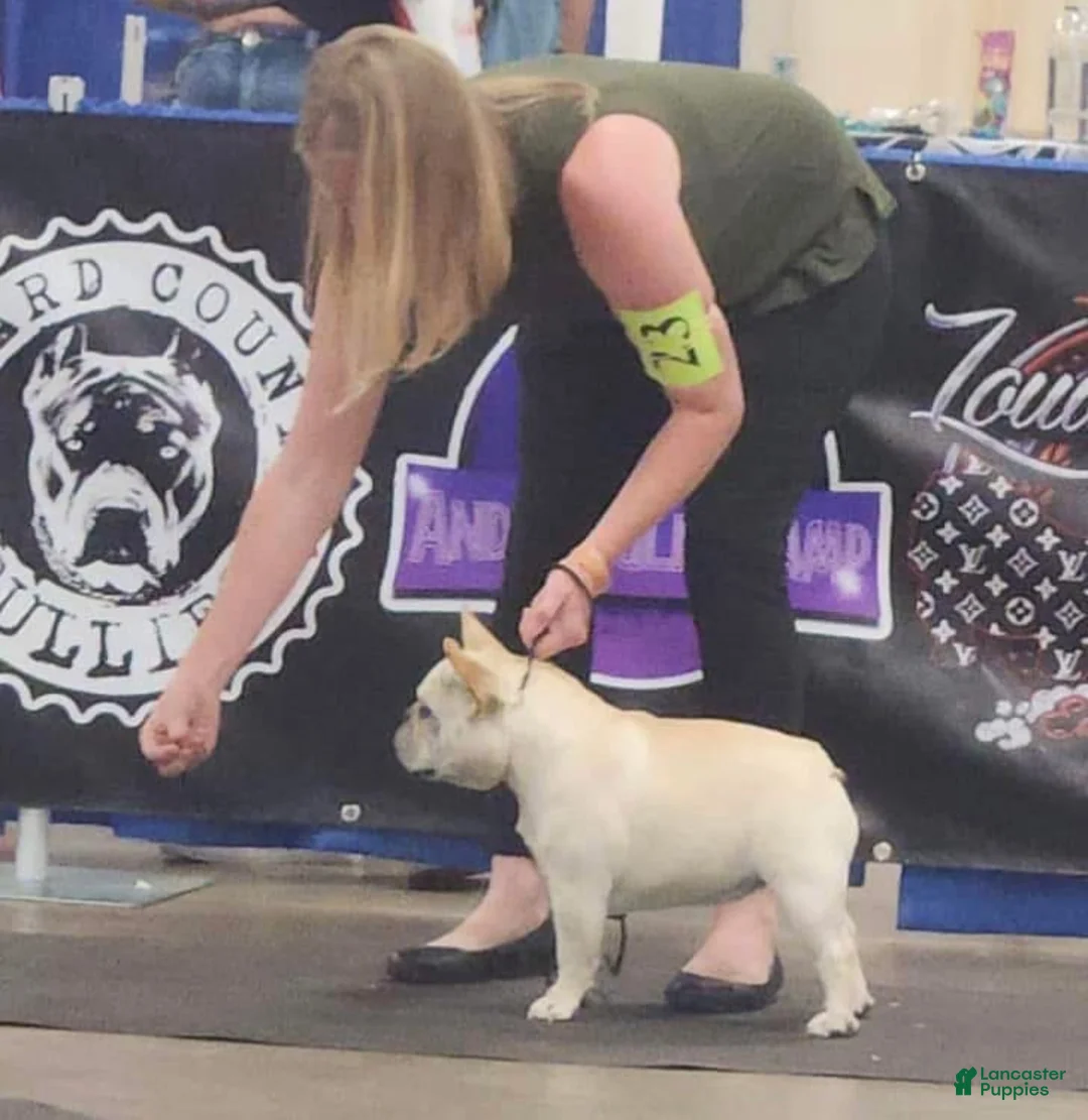 French Bulldog dogs for sale: Grand Champion Teeter  - Ad 2