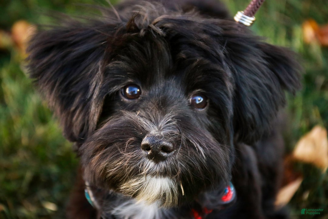 Morkie dogs for sale: Mackintosh - Ad 12