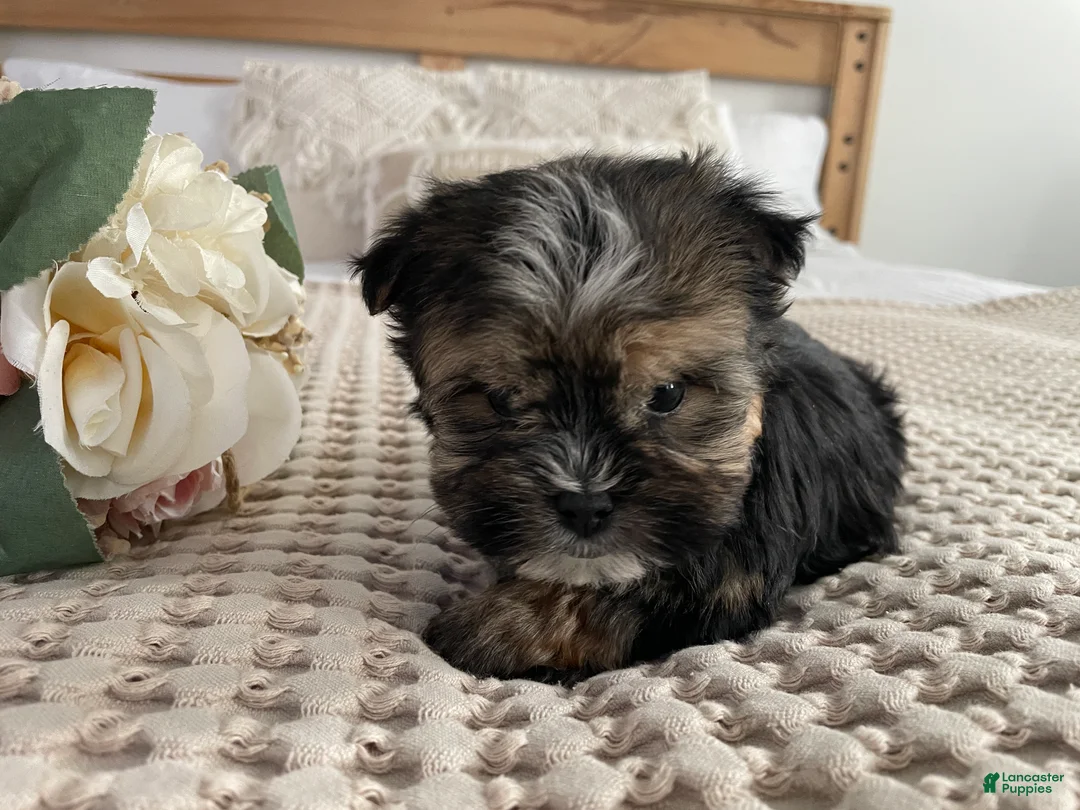 Morkie dogs for sale: Teacup Nugget - Ad 16