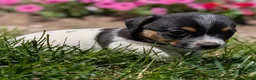 Jack Russell Terrier dogs for sale: King - Ad 6