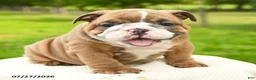 English Bulldog dogs for sale: Murphy - Ad 5
