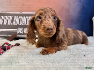 Miniature Dachshund dogs Chocolate dapple Russian Akc - Ad 23