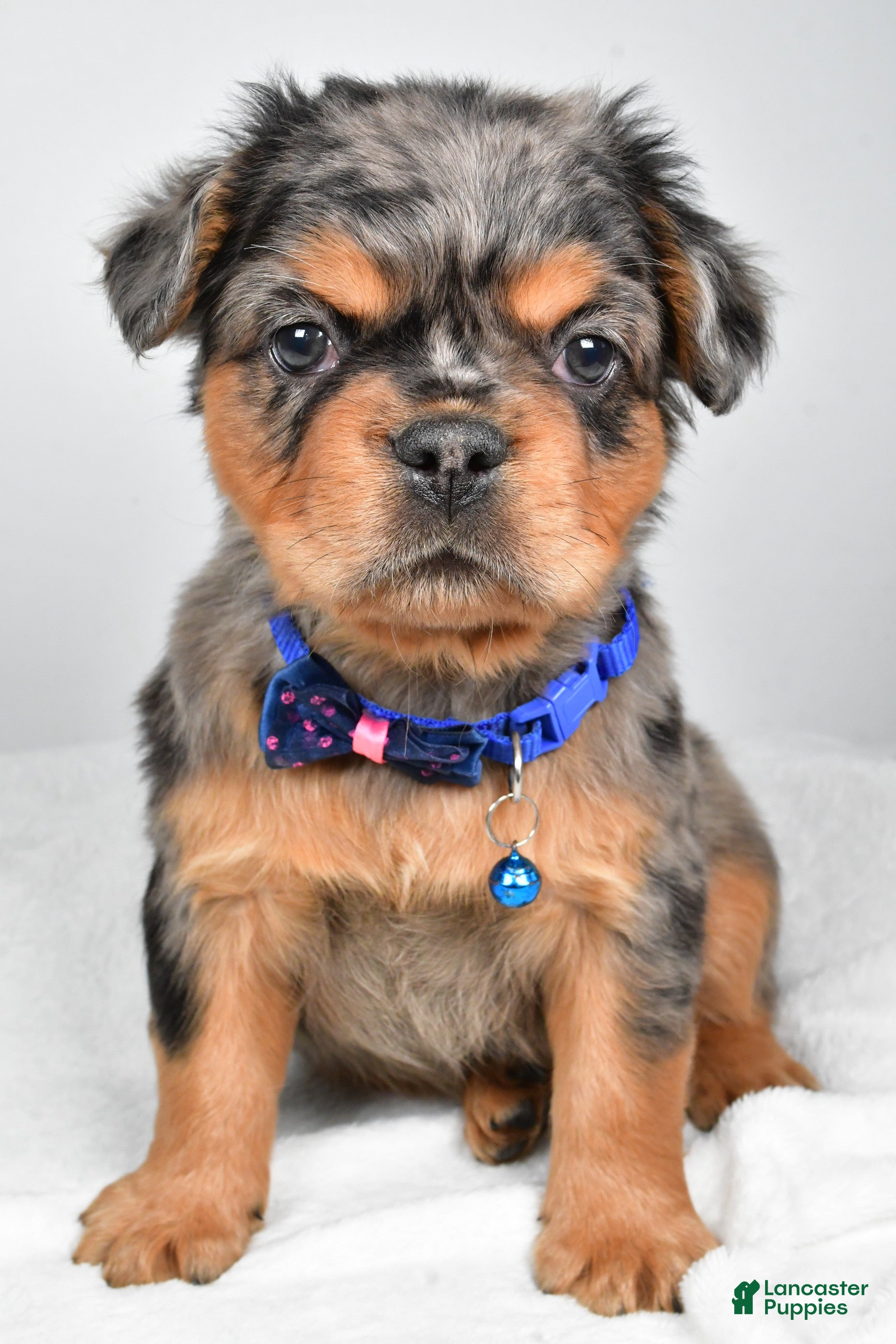 French Bulldog dogs Maxwell - Ad 22