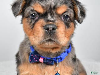 French Bulldog dogs Maxwell - Ad 19