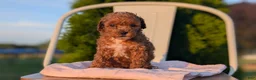 Miniature Poodle dogs for sale: Honey - Ad 2