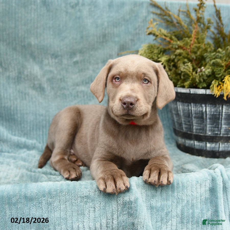 Labrador Retriever dogs Pebbles - Ad 2
