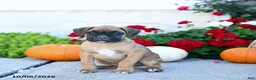 Boxer dogs for sale: Myles - Ad 2