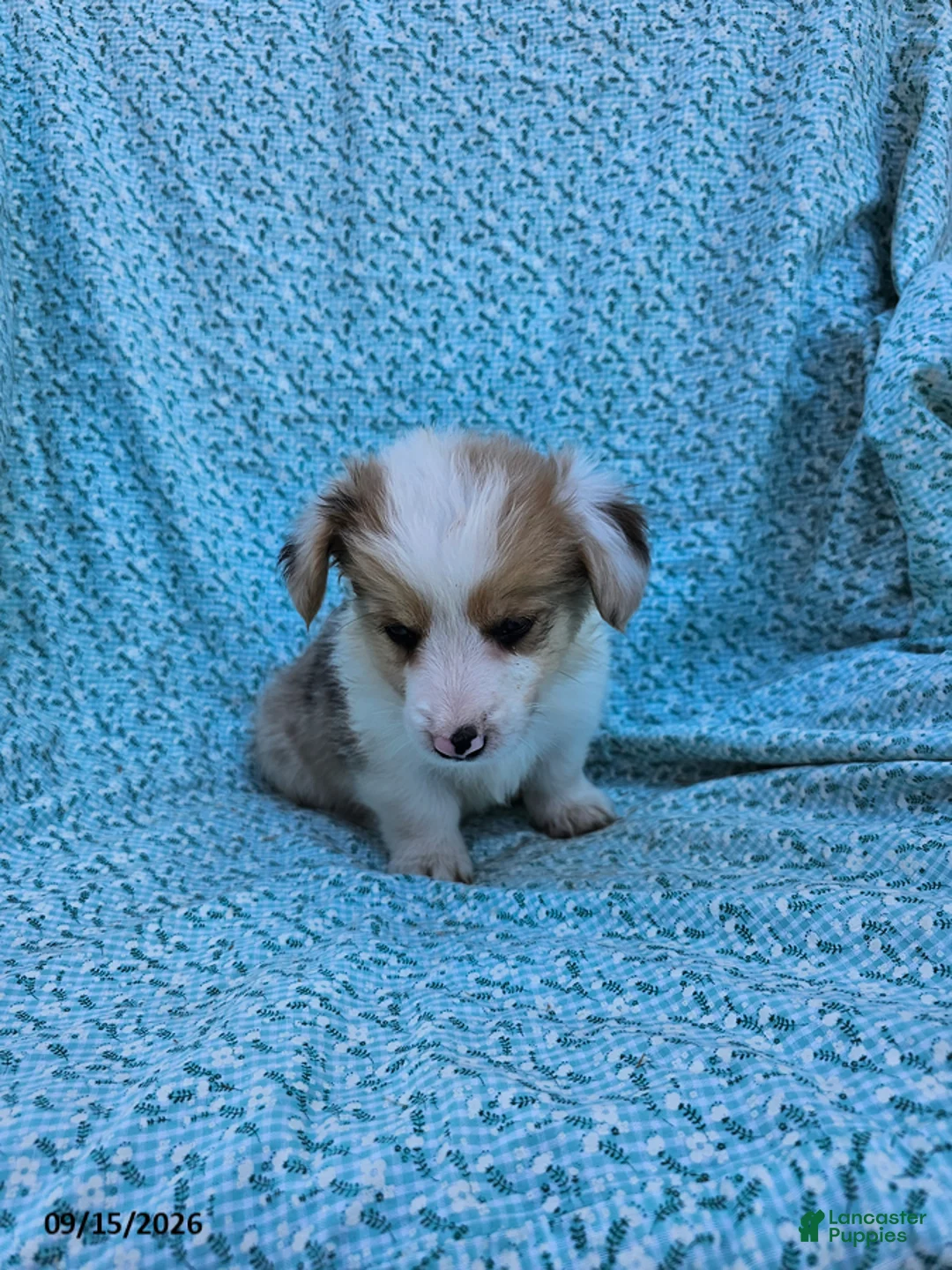 Welsh Corgi Pembroke dogs for sale: Sara - Ad 3