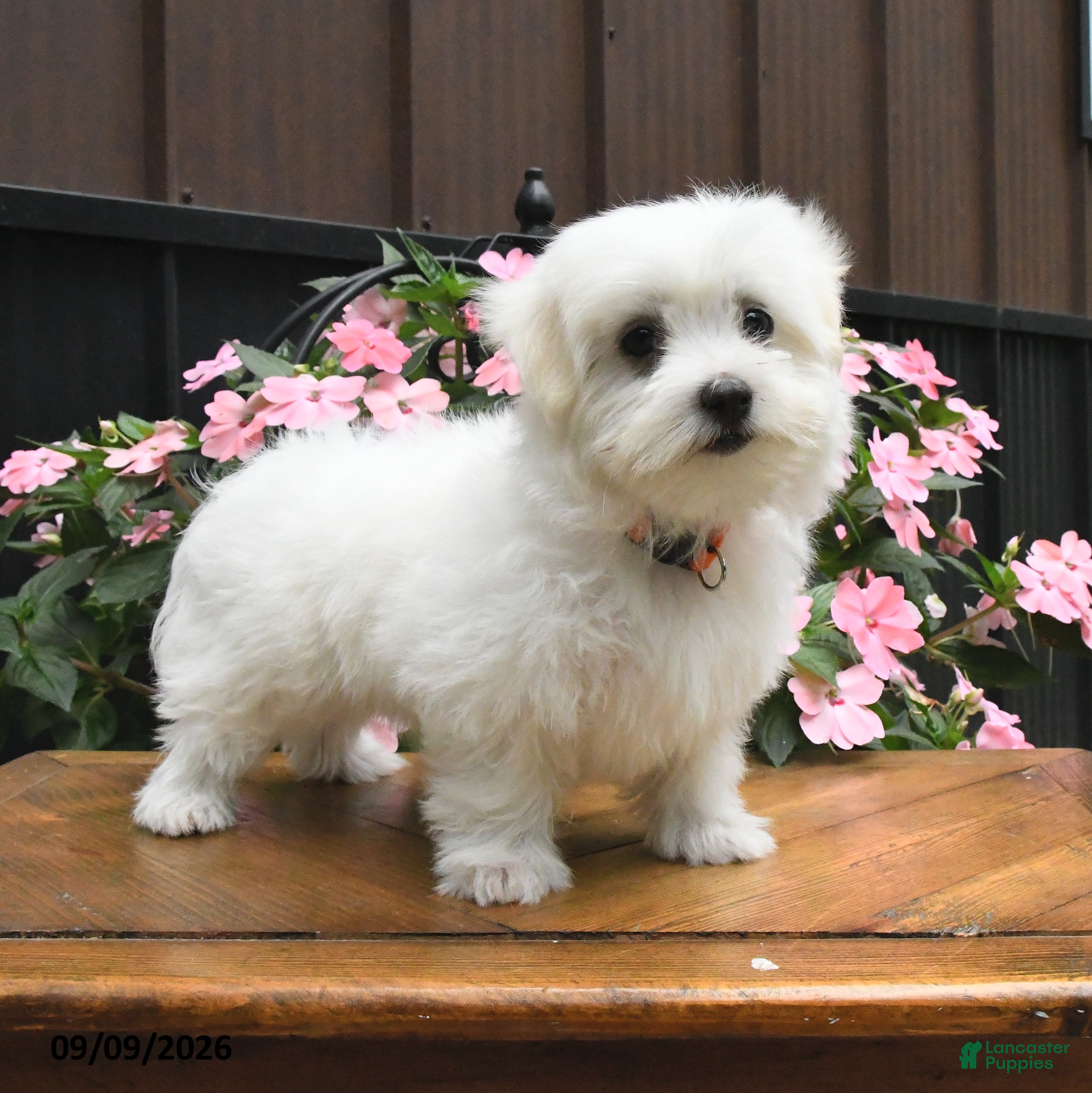 Maltese dogs Rascal - Ad 1