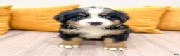 Bernese Mountain Dog dogs for sale: Bandit - Ad 1