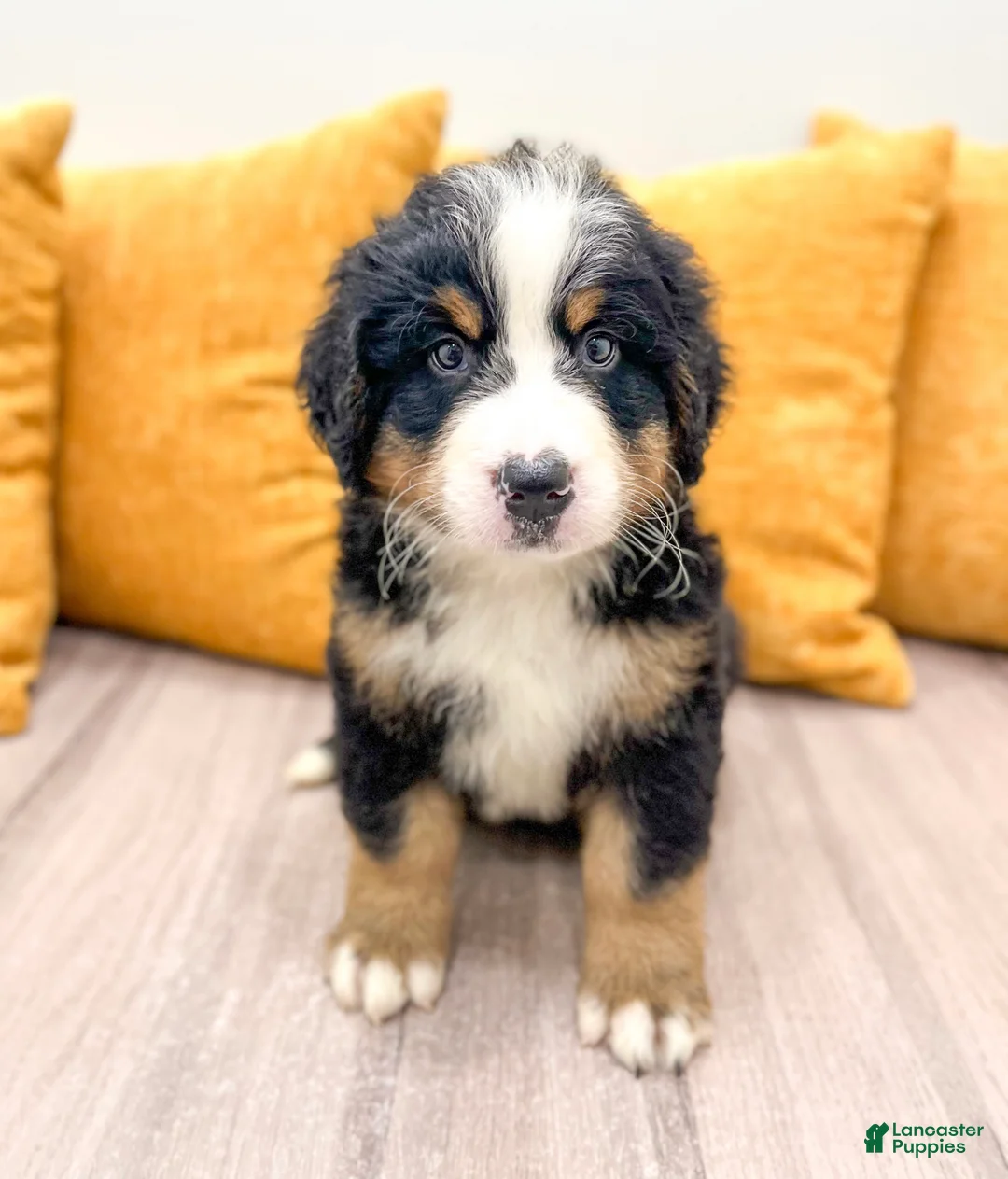 Bernese Mountain Dog dogs for sale: Bandit - Ad 1