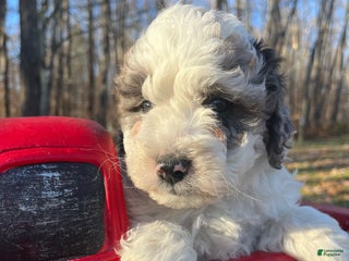 Aussiedoodle dogs - Ad 3