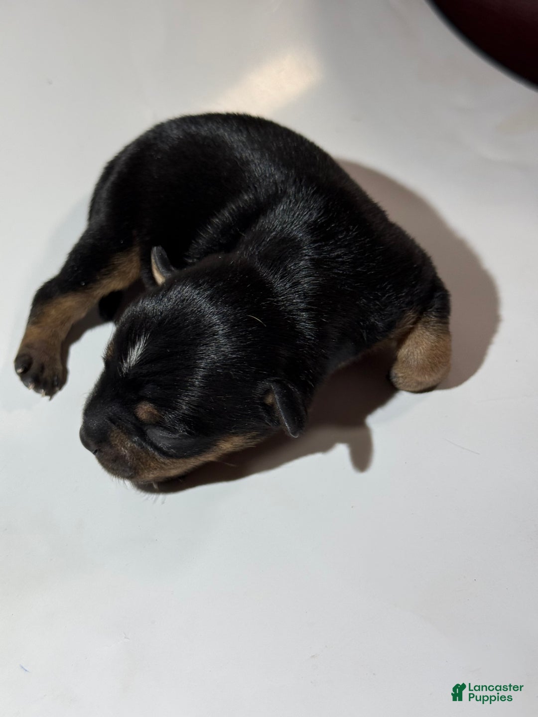 Rat Terrier dogs for sale: Carter - Ad 2